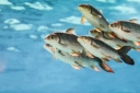 Стресс провоцирует возникновение заболеваний у рыб