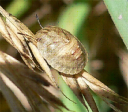 Особенности защиты колоса озимой пшеницы от вредителей и болезней в 2020 году