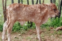 Об экзотической болезни крупного рогатого скота - нодулярный дерматит 