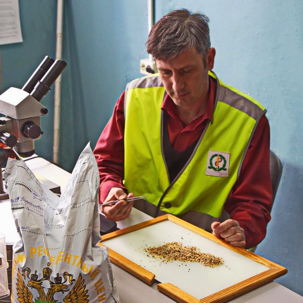 За март в Волгоградской области обнаружено 106 партий пшеницы с горчаком