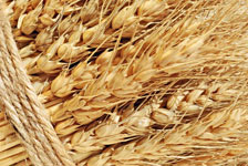 Выявлены пробы зерна несоответствующие требованиям ГОСТ