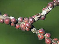 Калифорнийская щитовка – опасный карантинный  вредитель плодовых культур