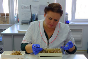За 1 полугодие 2021 года лабораториями ФГБУ «Ростовский референтный центр Россельхознадзора» в области семеноводства проведено более 26 тысяч испытаний 