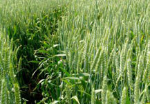 Обследование посевов озимой пшеницы