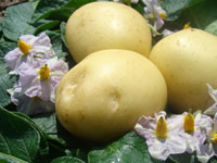 О выявлении двух партий семенного картофеля, зараженных болезнями