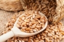 На территории Волгоградской области обнаружена партия зерна пшеницы продовольственной, засоренная семенами горчака
