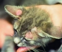Болезнь, которая передаётся от кошек человеку - дерматомикоз