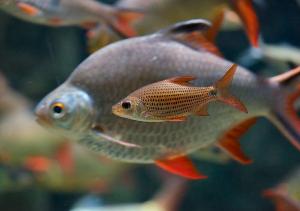 Сидячие инфузории рыб не безобидные комменсалы