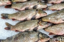 Сезонные обследования рыбоводных хозяйств