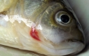 Воспалительные реакции у рыб при разных заболеваниях