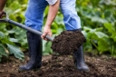 Советы владельцам приусадебных и дачных хозяйств: сидераты, как один из способов оздоровления почвы