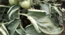 Об опасном вредителе овощных культур – красном томатном паутинном клеще
