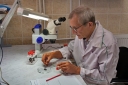 Более 550 феромонных ловушек в Волгоградской области переданы в лабораторию на экспертизу