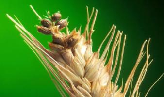 Карликовая головня – опасное заболевание озимых злаковых культур