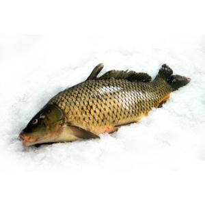 Аргулез - инвазионная болезнь рыб
