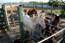 Специалисты ветеринарной лаборатории рефератного центра рассказали о инфекционном заболевании - сап лошадей