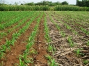Влияние современной технологии «no – till» на плодородие почвы