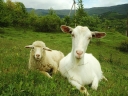 Новые ветеринарные правила содержания овец и коз