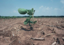 На территории Астраханской области выявлено существенное снижение плодородия почв в результате самовольного снятия плодородного слоя почвы