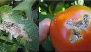 В Приволжском районе Астраханской области в результате фитосанитарного мониторинга обнаружена томатная моль
