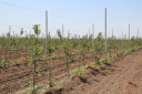 Особенности выращивания садов интенсивного типа на территории Астраханской области