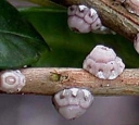 Японская восковая ложнощитовка повреждает более 130 видов растений многих семейств