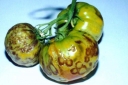 Стрик томатов — опасное заболевание, способное погубить весь урожай
