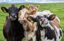 Всё о лейкозе у коров: пути заражения, признаки и, в чём опасность?