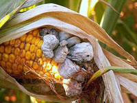 Карантинная болезнь кукурузы - диплодиоз