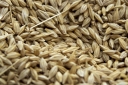 В Волгоградской области в 14 партиях пшеницы продовольственной обнаружены семена горчака ползучего