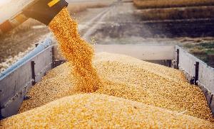 Экспорт зерна и продуктов переработки