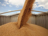 В семенах пшеницы обнаружена повилика 