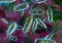 Выявление колиформных бактерий в икре осетра