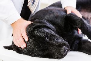 Особенности и причины эпилепсии у собак