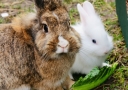 Псороптоз - ушная чесотка кроликов