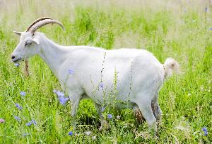 Разработаны новые ветеринарные правила по артриту-энцефалиту коз (АЭК)