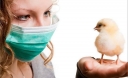 О заразных болезнях, общих для человека и животных — грипп птиц