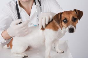 Стоит ли делать собаке прививку против энтерита?