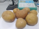 Превышение содержания нитратов в картофеле выявили агрохимики Астраханского филиала