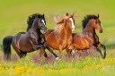 Ветеринарные врачи Ростовского референтного центра рассказали об инфекционной анемии лошадей