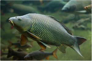 Дилепидоз – заболевание прудовых рыб, вызываемое ленточными червями