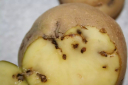 На территории Волгоградской области выявлен новый для региона карантинный объект – южноамериканская картофельная моль 