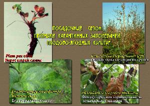 В Астраханской области начинается посадочный сезон: признаки карантинных заболеваний плодово-ягодных культур