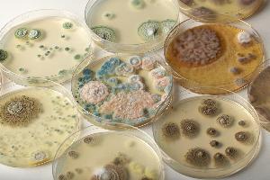 Микроорганизмы порчи пищевых продуктов