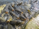 Рыбоводу на заметку: осенняя профилактика болезней рыб