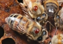 О выявлении варроатоза пчёл 