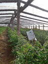 Новое обнаружение  томатной минирующей моли в Волгоградской области