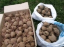 Оценка соответствия показателей посевных качеств семенного картофеля 