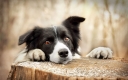 Ветеринарные врачи Ростовского референтного центра рассказали о инфекционном гепатите собак