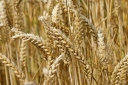 В Волгоградской области завершилась уборка озимых и яровых зерновых культур